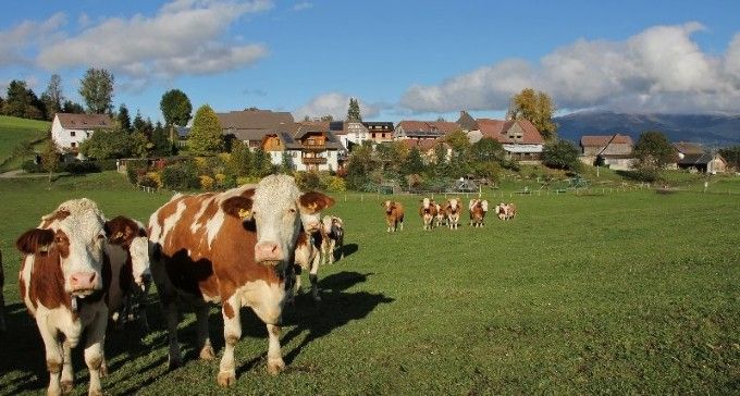 Kühe Zeutschach